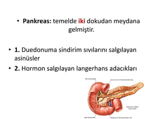 • Pankreas: temelde iki dokudan meydana
gelmiştir.
• 1. Duedonuma sindirim sıvılarını salgılayan
asinüsler
• 2. Hormon salgılayan langerhans adacıkları
 