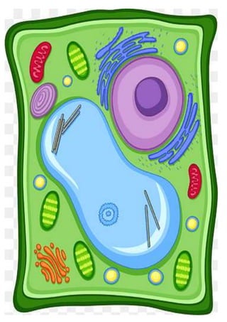 dibujos celulas animal y vegetal-procarioriota -eucariota