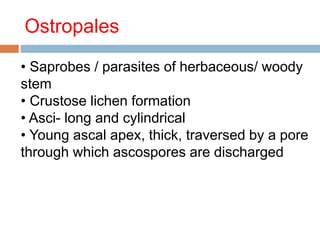 Ostropales 
• Saprobes / parasites of herbaceous/ woody 
stem 
• Crustose lichen formation 
• Asci- long and cylindrical 
• Young ascal apex, thick, traversed by a pore 
through which ascospores are discharged 
 