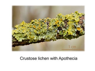 Crustose lichen with Apothecia 
 