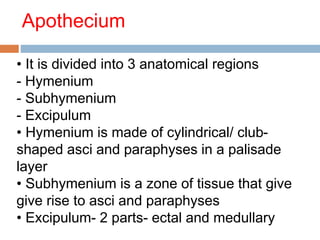 Apothecium 
• It is divided into 3 anatomical regions 
- Hymenium 
- Subhymenium 
- Excipulum 
• Hymenium is made of cylindrical/ club-shaped 
asci and paraphyses in a palisade 
layer 
• Subhymenium is a zone of tissue that give 
give rise to asci and paraphyses 
• Excipulum- 2 parts- ectal and medullary 
 