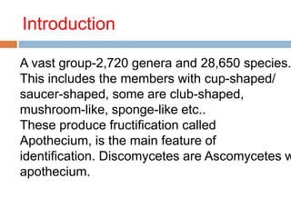 Introduction 
A vast group-2,720 genera and 28,650 species. 
This includes the members with cup-shaped/ 
saucer-shaped, some are club-shaped, 
mushroom-like, sponge-like etc.. 
These produce fructification called 
Apothecium, is the main feature of 
identification. Discomycetes are Ascomycetes with 
apothecium. 
 