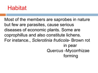 Habitat 
Most of the members are saprobes in nature 
but few are parasites, cause serious 
diseases of economic plants. Some are 
coprophillus and also constitute lichens. 
For instance., Sclerotinia fruticola- Brown rot 
in pear 
Quercus -Mycorrhizae 
forming 
 