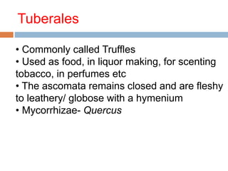 Tuberales 
• Commonly called Truffles 
• Used as food, in liquor making, for scenting 
tobacco, in perfumes etc 
• The ascomata remains closed and are fleshy 
to leathery/ globose with a hymenium 
• Mycorrhizae- Quercus 
 