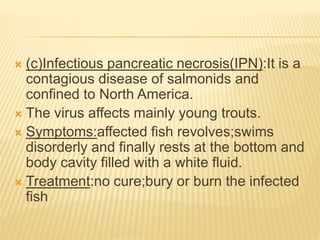  (c)Infectious pancreatic necrosis(IPN):It is a
contagious disease of salmonids and
confined to North America.
 The virus affects mainly young trouts.
 Symptoms:affected fish revolves;swims
disorderly and finally rests at the bottom and
body cavity filled with a white fluid.
 Treatment:no cure;bury or burn the infected
fish
 