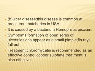  (b)ulcer disease:this disease is common at
brook trout hatcheries in USA.
 It is caused by a bacterium Hemophilus piscium.
 Symptoms:formation of open sores of
ulcers:lesions appear as a small pimple;fin rays
fall out.
 Treatment:chloromycetin is recommended as an
effective control.copper sulphate treatment is
also effective.
 