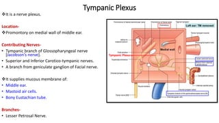 Tympanic Plexus
It is a nerve plexus.
Location-
Promontory on medial wall of middle ear.
Contributing Nerves-
• Tympanic branch of Glossopharyngeal nerve
[Jacobson’s nerve].
• Superior and Inferior Carotico-tympanic nerves.
• A branch from geniculate ganglion of Facial nerve.
It supplies mucous membrane of:
• Middle ear.
• Mastoid air cells.
• Bony Eustachian tube.
Branches-
• Lesser Petrosal Nerve.
Tympanic Plexus
 