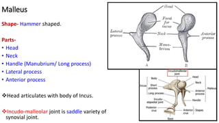 Malleus
Shape- Hammer shaped.
Parts-
• Head
• Neck
• Handle (Manubrium/ Long process)
• Lateral process
• Anterior process
Head articulates with body of Incus.
Incudo-malleolar joint is saddle variety of
synovial joint.
 