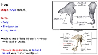 Incus
Shape- ‘Anvil’ shaped.
Parts-
• Body
• Short process
• Long process.
Bulbous tip of long process articulates
with head of Stapes.
Incudo-stapedial joint is Ball and
Socket variety of synovial joint.
 