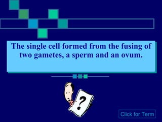 The single cell formed from the fusing of two gametes, a sperm and an ovum. Click for Term 