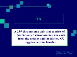 XX A 23 rd  chromosome pair that consists of two X-shaped chromosomes, one each from the mother and the father. XX zygotes become females. Click for Term 