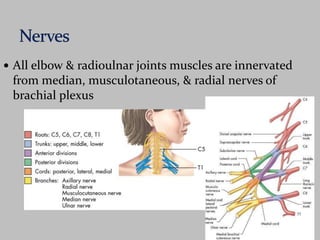  All elbow & radioulnar joints muscles are innervated 
from median, musculotaneous, & radial nerves of 
brachial plexus 
 