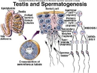 Embryology and reproduction