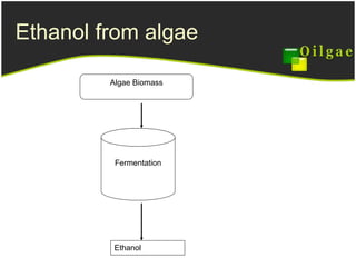 Ethanol from algae Fermentation Algae Biomass Ethanol 