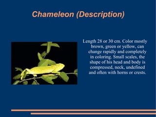 Chameleon (Description) Length 28 or 30 cm. Color mostly brown, green or yellow, can change rapidly and completely in coloring. Small scales, the shape of his head and body is compressed, neck, undefined and often with horns or crests. 