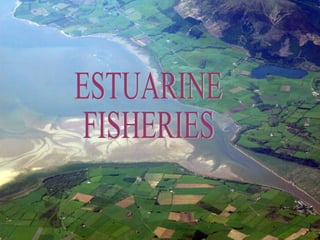 Estuarine fisheries   n.a.k.
