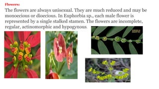 Flowers:
The flowers are always unisexual. They are much reduced and may be
monoecious or dioecious. In Euphorbia sp., each male flower is
represented by a single stalked stamen. The flowers are incomplete,
regular, actinomorphic and hypogynous.
 