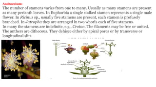 Androecium:
The number of stamens varies from one to many. Usually as many stamens are present
as many perianth leaves. In Euphorbia a single stalked stamen represents a single male
flower. In Ricinus sp., usually five stamens are present, each stamen is profusely
branched. In Jatropha they are arranged in two whorls each of five stamens.
In many the stamens are indefinite, e.g., Croton. The filaments may be free or united.
The anthers are dithecous. They dehisce either by apical pores or by transverse or
longitudinal slits.
 