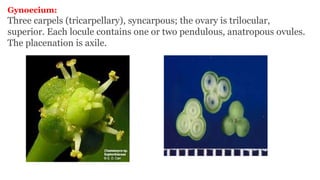 Gynoecium:
Three carpels (tricarpellary), syncarpous; the ovary is trilocular,
superior. Each locule contains one or two pendulous, anatropous ovules.
The placenation is axile.
 