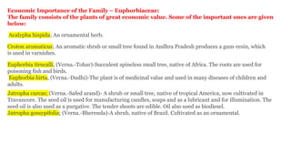 Economic Importance of the Family – Euphorbiaceae:
The family consists of the plants of great economic value. Some of the important ones are given
below:
Acalypha hispida; An ornamental herb.
Croton aromaticus; An aromatic shrub or small tree found in Andhra Pradesh produces a gum-resin, which
is used in varnishes.
Euphorbia tirucalli, (Verna.-Tohar)-Succulent spineless small tree, native of Africa. The roots are used for
poisoning fish and birds.
Euphorbia hirta, (Verna.-Dudhi)-The plant is of medicinal value and used in many diseases of children and
adults.
Jatropha curcas; (Verna.-Safed arand)- A shrub or small tree, native of tropical America, now cultivated in
Travancore. The seed oil is used for manufacturing candles, soaps and as a lubricant and for illumination. The
seed oil is also used as a purgative. The tender shoots are edible. Oil also used as biodiesel.
Jatropha gossypifolia; (Verna.-Bherenda)-A shrub, native of Brazil. Cultivated as an ornamental.
 