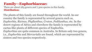 Family—Euphorbiaceae:
There are about 283 genera and 7,300 species in this family.
Distribution:
The plants of this family are found throughout the world. In our
country the family is represented by several genera such as,
Euphorbia, Ricinus, Phyllanthus, Croton, Pedilanthus, etc. In the
desert regions of Africa and elsewhere the family is represented by
cactus-like plants of different species of Euphorbia.
Euphorbias are quite common in Australia. In Britain only two genera,
i.e., Euphorbia and Mercurialis are found, which are represented by
sixteen and two species respectively.
 