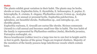 Habit:
The plants exhibit great variation in their habit. The plants may be herbs,
shrubs or trees. Euphorbia hirta, E. thymifolia, E. helioscopica, E. peplus; E.
heterophylla, E. cristata, E. elegans; Phyllanthus niruri, Croton sp., Acalypha
indica, etc., are annual or prennial herbs. Euphorbia pulcherrima, E.
splendens, are beautiful shrubs. Pedilanthus sp., and Jatropha sp., are
shrubby plants.
Euphorbia royleana, E. tirucalli are cactus like shrubs. Ricinus communis
(Arand) is a tall annual and becomes small tree-like in habit. The tree habit of
the family is represented by Phyllanthus emblica (Amla), Bischofia javanica,
Putranjiva roxburghii, etc.
Havea brasiliensist (rubber tree) is a large tree 60 to 100 feet in height and 8-
12 feet in girth. Species of the genus Tragia are tropical climbers. Majority of
the members of the family possess large laticiferous vessels which contain
latex.
 