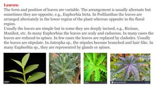 Leaves:
The form and position of leaves are variable. The arrangement is usually alternate but
sometimes they are opposite, e.g., Euphorbia hirta. In Pedilanthus the leaves are
arranged alternately in the lower region of the plant whereas opposite in the floral
region.
Usually the leaves are simple but in some they are deeply incised, e.g., Ricinus,
Manihot, etc. In many Euphorbias the leaves are scaly and caducous. In many cases the
leaves are reduced to spines. In few cases the leaves are replaced by cladodes. Usually
the leaves are stipulate. In Jatropha sp., the stipules become branched and hair-like. In
many Euphorbia sp., they are represented by glands or spines.
 