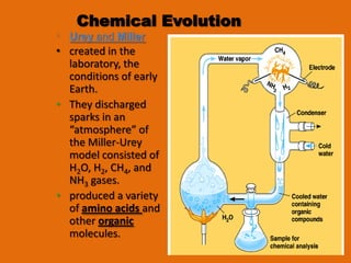 Chemical Evolution
  Urey and Miller
• created in the
  laboratory, the
  conditions of early
  Earth.
• They discharged
  sparks in an
  “atmosphere” of
  the Miller-Urey
  model consisted of
  H2O, H2, CH4, and
  NH3 gases.
• produced a variety
  of amino acids and
  other organic
  molecules.
 