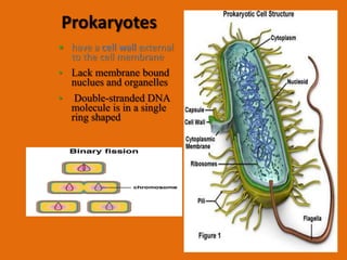 Prokaryotes
• have a cell wall external
  to the cell membrane
• Lack membrane bound
  nuclues and organelles
•    Double-stranded DNA
    molecule is in a single
    ring shaped
 