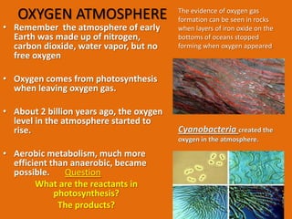 OXYGEN ATMOSPHERE                      The evidence of oxygen gas
                                          formation can be seen in rocks
• Remember the atmosphere of early        when layers of iron oxide on the
  Earth was made up of nitrogen,          bottoms of oceans stopped
  carbon dioxide, water vapor, but no     forming when oxygen appeared.
  free oxygen

• Oxygen comes from photosynthesis
  when leaving oxygen gas.

• About 2 billion years ago, the oxygen
  level in the atmosphere started to
  rise.                                   Cyanobacteria created the
                                          oxygen in the atmosphere.

• Aerobic metabolism, much more
  efficient than anaerobic, became
  possible.    Question
        What are the reactants in
             photosynthesis?
              The products?
 