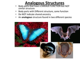 Analogous Structures
• Body parts that have a SIMIALR FUNCTION but NOT
  similar structure
• Body parts with Different structure, same function
• Do NOT indicate shared ancestry
• An analogous structure found in two different species
 