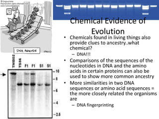 Chemical Evidence of
      Evolution
• Chemicals found in living things also
  provide clues to ancestry..what
  chemical?
   – DNA!!!
• Comparisons of the sequences of the
  nucleotides in DNA and the amino
  acids in certain proteins can also be
  used to show more common ancestry
• More similarities in two DNA
  sequences or amino acid sequences =
  the more closely related the organisms
  are
   – DNA fingerprinting
 