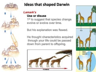 Ideas that shaped Darwin
Lamark’s
  Use or disuse
  1st to suggest that species change
  evolve or evolve over time.

  But his explanation was flawed.

  He thought characteristics acquired
  through your life could be passed
  down from parent to offspring.
 