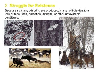 2. Struggle for Existence
Because so many offspring are produced, many will die due to a
lack of resources, predation, disease, or other unfavorable
conditions.
 