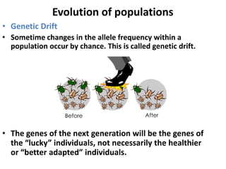 Evolution of populations
• Genetic Drift
• Sometime changes in the allele frequency within a
  population occur by chance. This is called genetic drift.




                   Before                  After


• The genes of the next generation will be the genes of
  the “lucky” individuals, not necessarily the healthier
  or “better adapted” individuals.
 