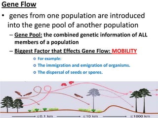 Gene Flow
• genes from one population are introduced
  into the gene pool of another population
  – Gene Pool: the combined genetic information of ALL
    members of a population
  – Biggest Factor that Effects Gene Flow: MOBILITY
             For example:
             The immigration and emigration of organisms.
             The dispersal of seeds or spores.
 