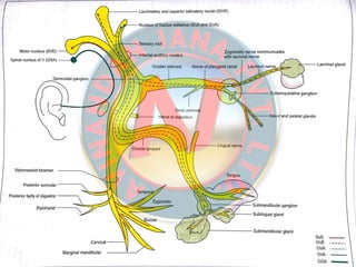 Facial Nerve