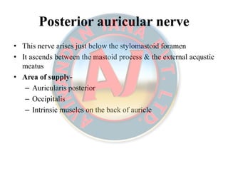 Posterior auricular nervePosterior auricular nerve
• This nerve arises just below the stylomastoid foramen
• It ascends between the mastoid process & the external acqustic
meatus
• Area of supply-
– Auricularis posterior
– Occipitalis
– Intrinsic muscles on the back of auricle
 