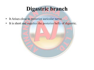 DigastricDigastric branchbranch
• It Arises close to posterior auricular nerve.
• It is short and supplies the posterior belly of digastric.
 