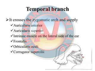 Temporal branchTemporal branch
It crosses the zygomatic arch and supply
Auricularis anterior
Auricularis superior
Intrinsic muscle on the lateral side of the ear
Frontalis
Orbicularis oculi
Corrugator supercilii
 