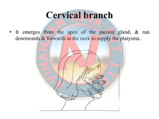 Cervical branchCervical branch
• It emerges from the apex of the parotid gland, & run
downwards & forwards in the neck to supply the platysma.
 