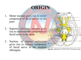 ORIGINORIGIN
1. Motor nucleus gives rise to motor
component of facial nerves in the
pons
2. Superior salivatory nucleus gives
rise to secretomotor component of
facial nerve in the pons.
3. Nucleus of tractus solitarious
gives rise to sensory component
of facial nerve in the medulla
oblongata.
 