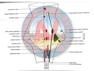 Facial Nerve