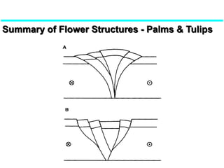 Summary of Flower Structures - Palms & Tulips
 