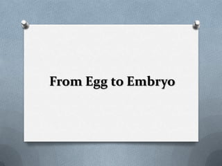 From Egg to Embryo
 