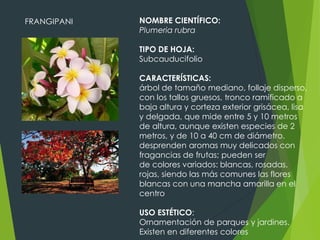 FRANGIPANI

NOMBRE CIENTÍFICO:
Plumeria rubra
TIPO DE HOJA:
Subcauducifolio
CARACTERÍSTICAS:
árbol de tamaño mediano, follaje disperso,
con los tallos gruesos, tronco ramificado a
baja altura y corteza exterior grisácea, lisa
y delgada, que mide entre 5 y 10 metros
de altura, aunque existen especies de 2
metros, y de 10 a 40 cm de diámetro.
desprenden aromas muy delicados con
fragancias de frutas; pueden ser
de colores variados: blancas, rosadas,
rojas, siendo las más comunes las flores
blancas con una mancha amarilla en el
centro
USO ESTÉTICO:
Ornamentación de parques y jardines.
Existen en diferentes colores

 