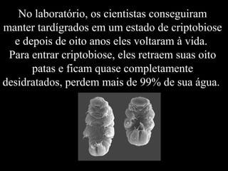 No laboratório, os cientistas conseguiram
manter tardígrados em um estado de criptobiose
e depois de oito anos eles voltaram à vida.
Para entrar criptobiose, eles retraem suas oito
patas e ficam quase completamente
desidratados, perdem mais de 99% de sua água.
 