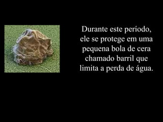 Durante este período,
ele se protege em uma
pequena bola de cera
chamado barril que
limita a perda de água.
 