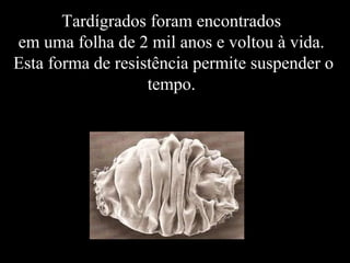 Tardígrados foram encontrados
em uma folha de 2 mil anos e voltou à vida.
Esta forma de resistência permite suspender o
tempo.
 