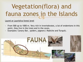 
Vegetation(flora) and
fauna zones in the Islands
Laurel or Laurisilva forest level
- From 500 up to 1000 m. Very rich in invertebrates, a lot of endemisms in this
point, they live in the trees and in the caves.
- Examples: Canary Bat , spiders, pigeons ( Rabiche and Turqué).
 